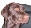 Labrador Retriever Hund