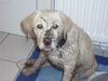 Labrador Retriever Foto: Unsere Pebbles, ein typisches Bild (ID 31016) Labrador Retriever Hund