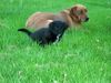 Labrador Retriever Foto: Othello, Labrador-Setter-Bernhardiner-Mix ca. 3-4 Wochen alt (ID 11831) Labrador Retriever Hund