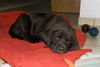 Labrador Retriever Foto: Benji mit 9 Wochen (ID 28297) Labrador Retriever Hund
