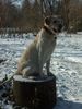 Labrador Retriever Foto: Pause.. (ID 29646) Labrador Retriever Hund