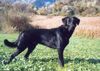 Labrador Retriever Hund