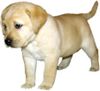 Labrador Retriever Hund