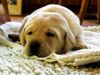 Labrador Retriever Hund