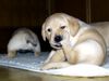Labrador Retriever Hund
