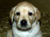 Labrador Retriever Hund