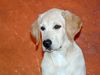 Labrador Retriever Foto (ID 5608) Labrador Retriever Hund