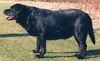 Labrador Retriever Hund