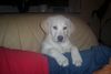Labrador Retriever Foto (ID 28583) Labrador Retriever Hund