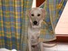 Labrador Retriever Hund
