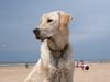 Labrador Retriever Hund