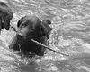 Labrador Retriever Hund