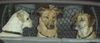 Labrador Retriever Foto: Lady - Natalie - Yeannie fahren (ID 22900) Labrador Retriever Hund