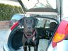 Labrador Retriever Foto: Cleo, die schöne (ID 14255) Labrador Retriever Hund