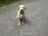 Labrador Retriever Foto: Bruno of black horses (ID 23165) Labrador Retriever Hund