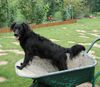 Labrador Retriever Hund