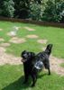 Labrador Retriever Hund