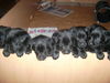 Labrador Retriever Foto: Babes Welpen (ID 37315) Labrador Retriever Hund