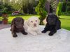 Labrador Retriever Hund