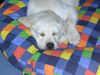 Labrador Retriever Foto: Batida schläft 12 Wochen (ID 10795) Labrador Retriever Hund