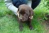 Labrador Retriever Hund