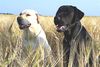 Labrador Retriever Hund