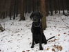 Labrador Retriever Foto: Tapsi 9 Jahre (ID 36877) Labrador Retriever Hund