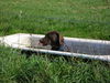 Labrador Retriever Foto: paulas tägliches bad (ID 28748) Labrador Retriever Hund