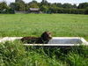 Labrador Retriever Foto: wie gesagt...tägliches Bad (ID 28894) Labrador Retriever Hund