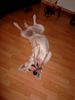 Labrador Retriever Hund