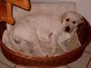 Labrador Retriever Hund