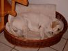 Labrador Retriever Hund