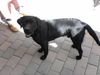 Labrador Retriever Foto: Nero, wohl der hübscheste Labrador Mann der Welt (ID 23100) Labrador Retriever Hund