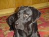 Labrador Retriever Foto: Bona (ID 14648) Labrador Retriever Hund