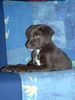 Labrador Retriever Foto: Labby Mix (mit Deutschlanghaar) Bobby Alter auf dem Bild 11 Wochen. (ID 9396) Labrador Retriever Hund