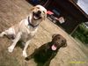 Labrador Retriever Foto: Buddy und seine Freundin (ID 8092) Labrador Retriever Hund