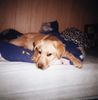 Labrador Retriever Hund