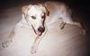 Labrador Retriever Hund