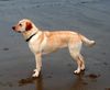 Labrador Retriever Hund