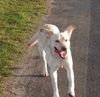 Labrador Retriever Hund