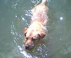 Labrador Retriever Hund