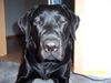 Labrador Retriever Foto: Bin noch sooo müde (ID 14299) Labrador Retriever Hund