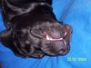Labrador Retriever Foto: Bin ganz böse (ID 14300) Labrador Retriever Hund