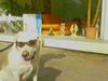 Labrador Retriever Foto: Die Harley ist putt - mennoooo (ID 31366) Labrador Retriever Hund