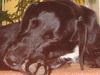 Labrador Retriever Foto: labrador- irish setter mischling (ID 10101) Labrador Retriever Hund