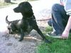 Labrador Retriever Hund