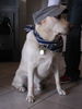 Labrador Retriever Foto (ID 40131) Labrador Retriever Hund