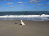Labrador Retriever Foto: Huhuuu... (ID 40129) Labrador Retriever Hund