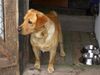 Labrador Retriever Hund