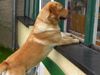 Labrador Retriever Hund